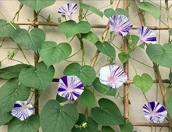 江戸風情　あさがお　朝顔　5苗 Amazon.co.jp: 朝顔の種 江戸風情 50粒+α あさがお : ホビー